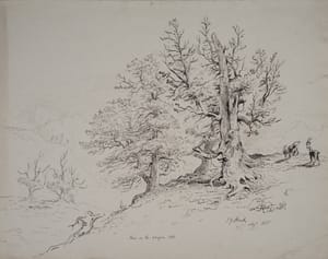 Jacob George Strutt – Pines on the Wengern Alp - Swiss – Ink drawing on paper