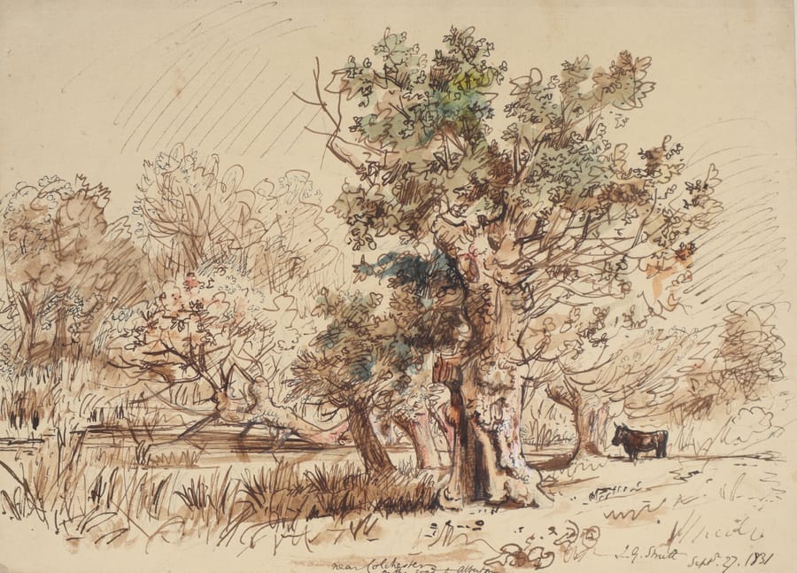 Oaks near Colchester on the road to Abberton – Jacob George Strutt – 1831 – Jacob Georg Strutt, Oak, ink, drawing, watercolor 1