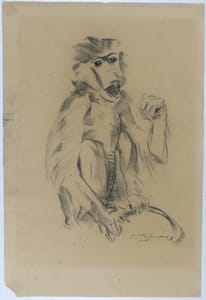 Sirio Tofanari – Study of a monkey – Pencil on paper