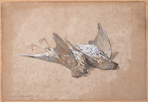 Sabine Lepsius – Birds – Watercolor on paper
