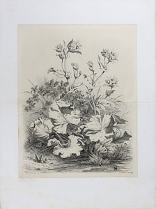Eugene Stanislas Alexandre Blery – Wild and spontaneous flora – Etching on chine collee